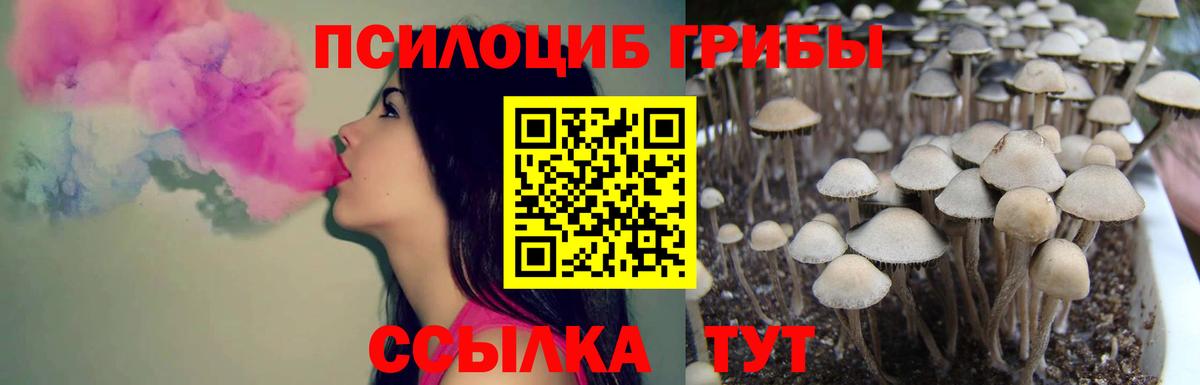 Псилоцибиновые грибы Psilocybe Муравленко